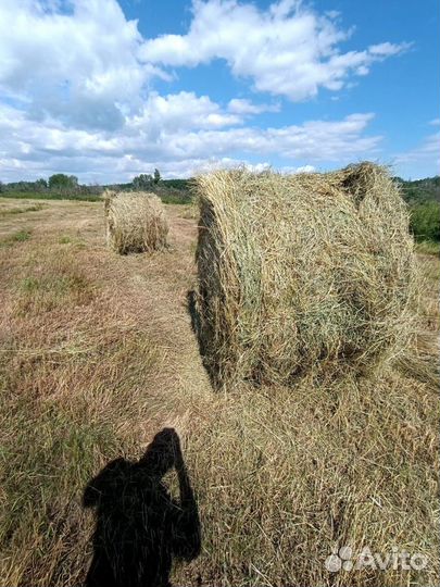 Сено луговое