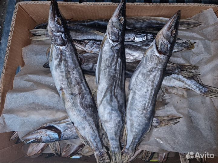 Щука непотрошёная вяленая опт