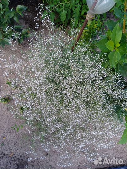 Гипсофила свежий срез