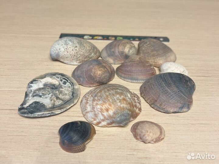 Ракушки для творчества, для украшения