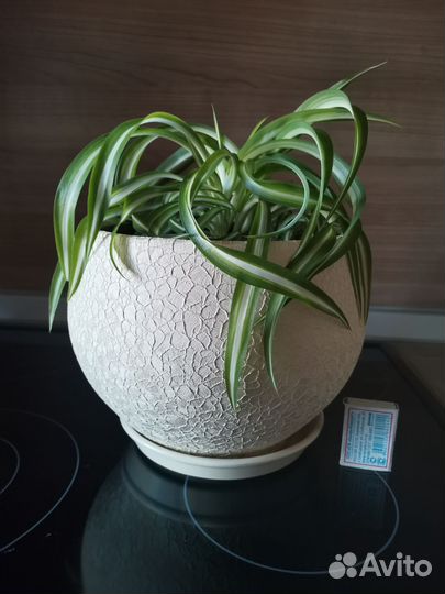 Хлорофитум хохлатый Бонни кудрявый