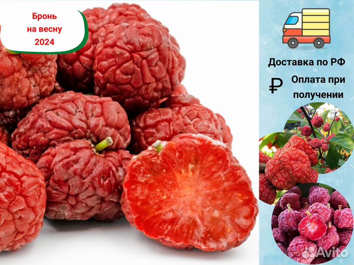 Саженцы Кудрании (Клубничное Дерево)