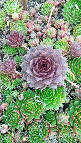 Молодило каменная роза