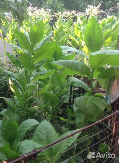 Семена табака