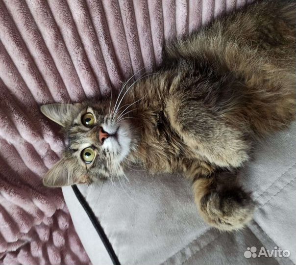 Кошка Мышка
