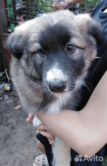 Щенок-девочка в добрые руки бесплатно