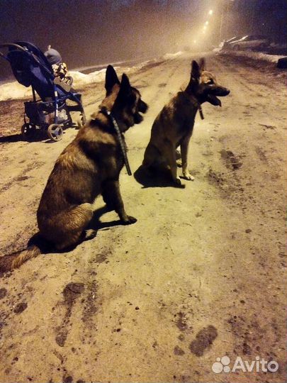 Щенок Малинуа