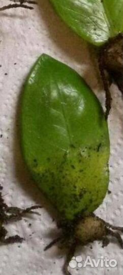 Замулькактус