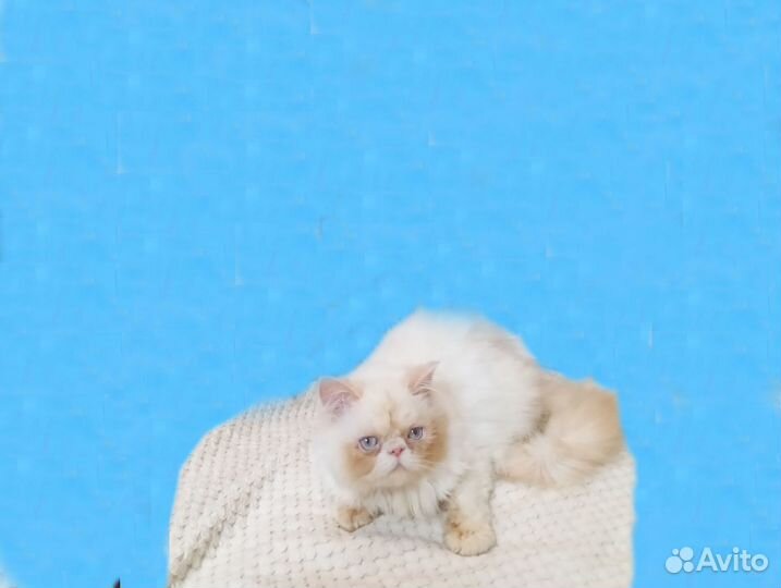 Персидские котята