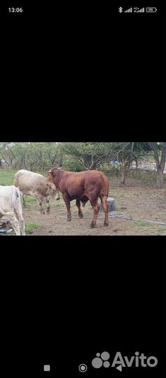 Быки на племя