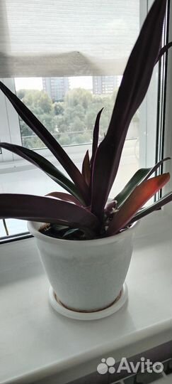 Рео, самый неприхотливый цветок