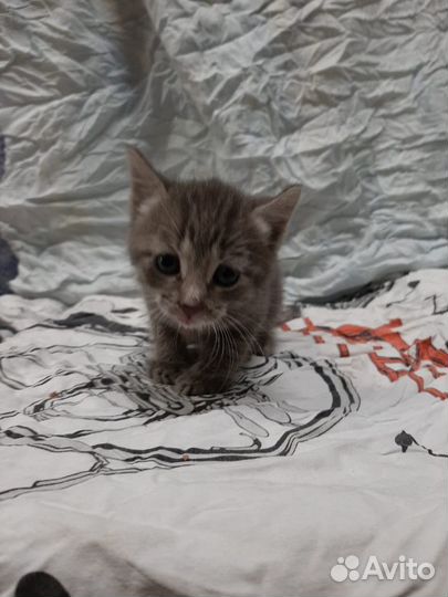 Кроха ищет дом