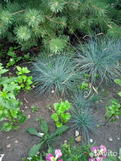 Многолетники