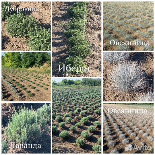 Декоративные растения для сада