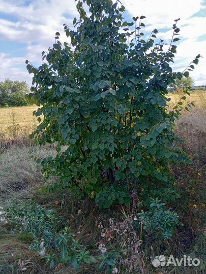 Липа крупнолистная