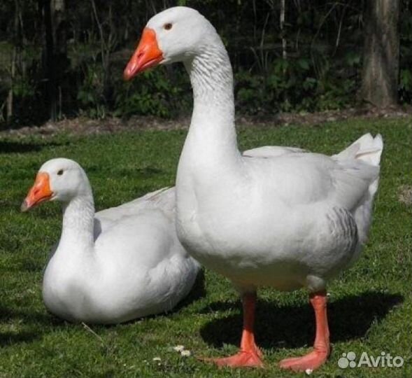 Семья гусей