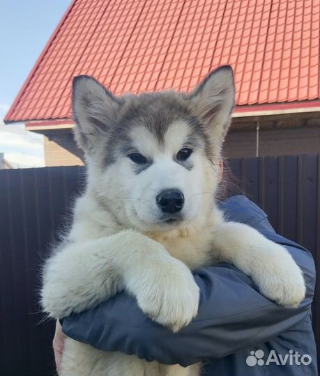 Щенки Аляскинского маламута