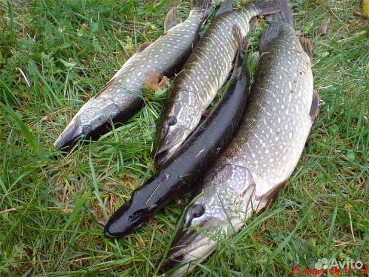 Щука, лещ, судак
