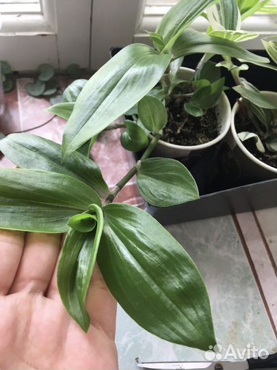 Традесканция зеленая срез