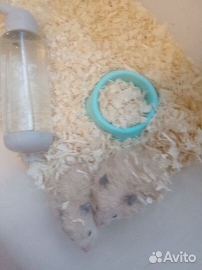 Сирийский хомяк