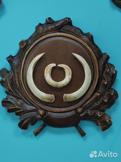 Клыки кабана