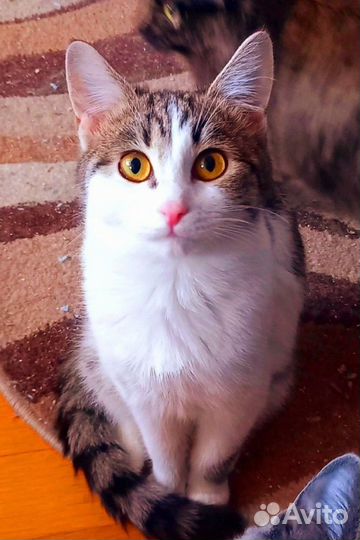 Кошка Нора 5 мес