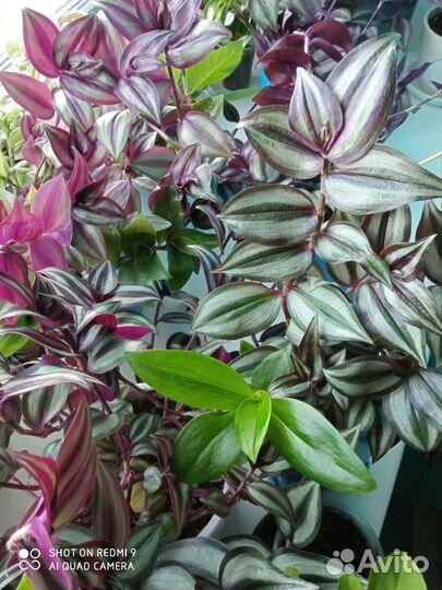 Традесканция, сциндапсус, аглаонема, бегония