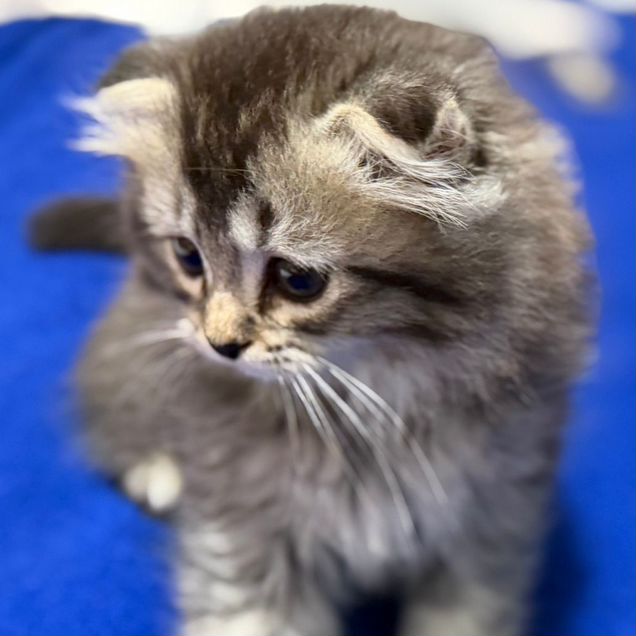 Шотландский вислоухий короткошёрстный котёнок