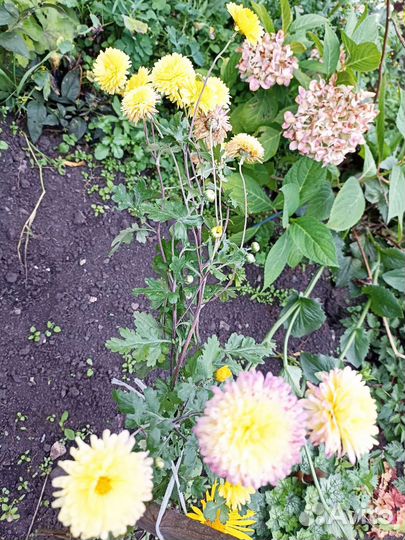 Цветы георгины клубни