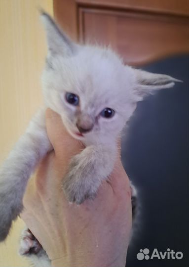 Котята мейн-кун