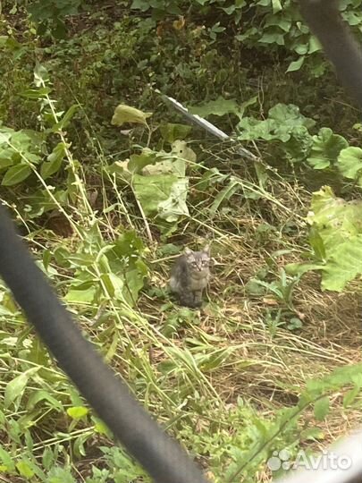 Отдам бесплатно животные