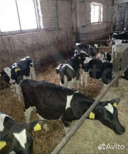 Телята бычки