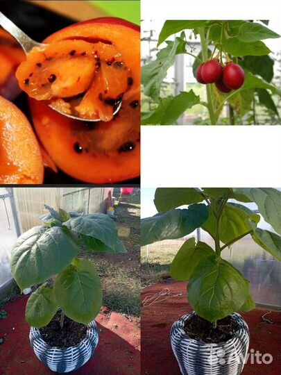 Тамарилло (цифомандра)