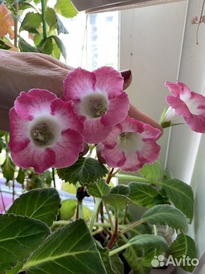 Глоксинии сортовые