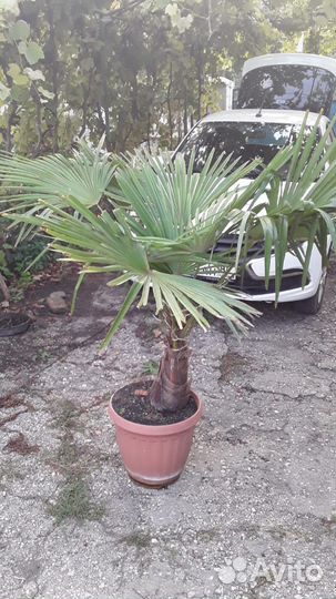 Пальма трахикарпус
