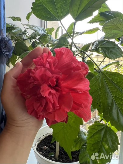 Китайская роза