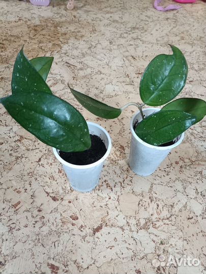 Хойя срез, укорененный черенок