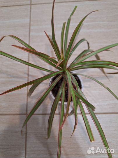 Драцена Маргината биколор