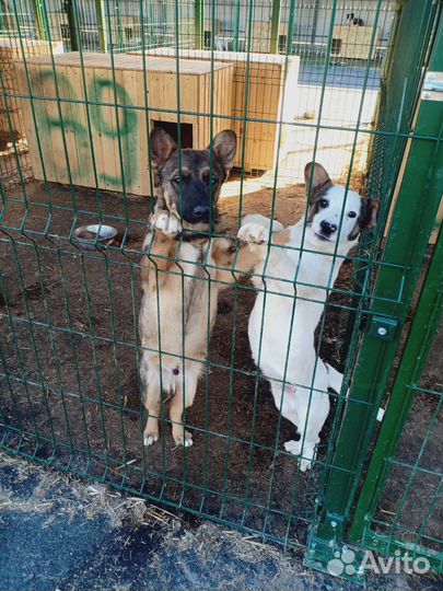 Собаки и щенки из приюта