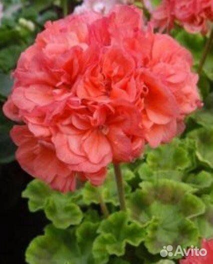 Пеларгония герань