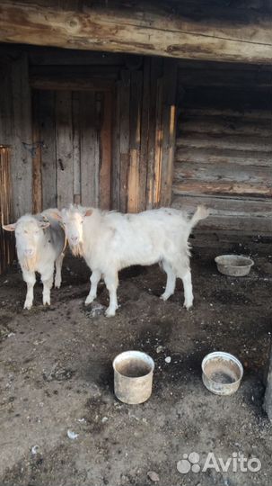 Зааненская козел