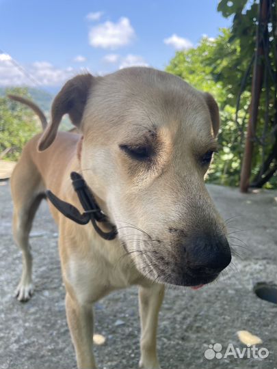 Отдам в добрые руки