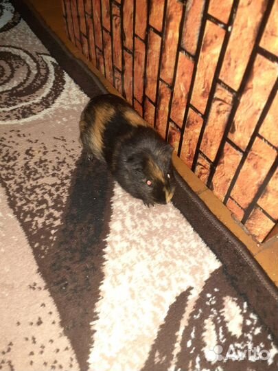 Морская свинка