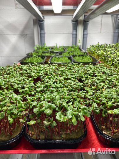 Микрозелень