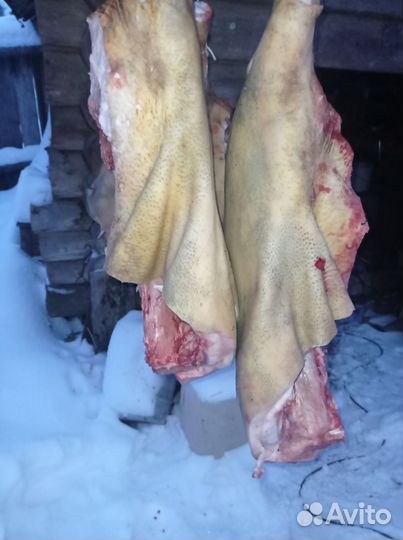 Мясо свинина домашняя