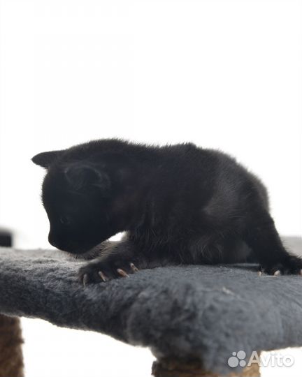 Котенок черный