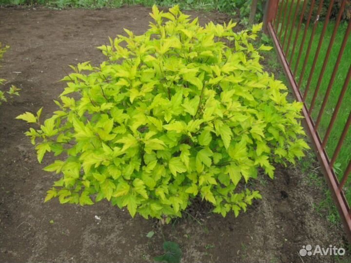 Пузыреплодник Ауреа