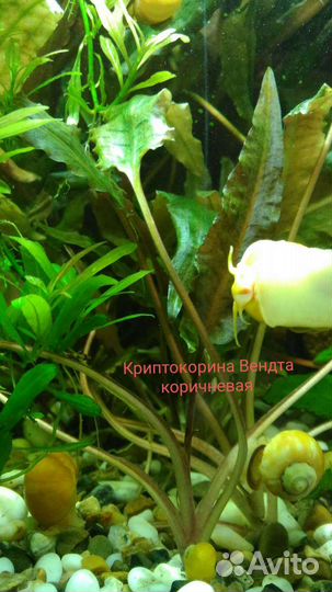 Аквариумные растения прополка