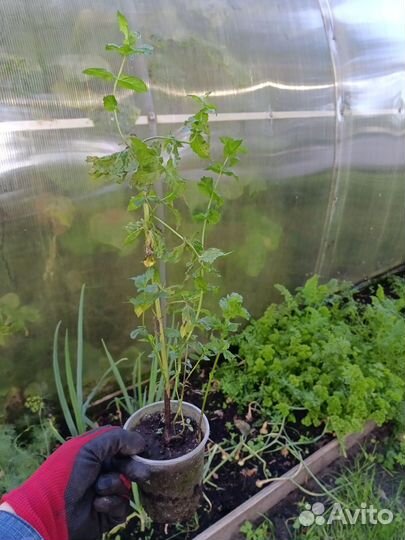 Мята шоколадная с зкс