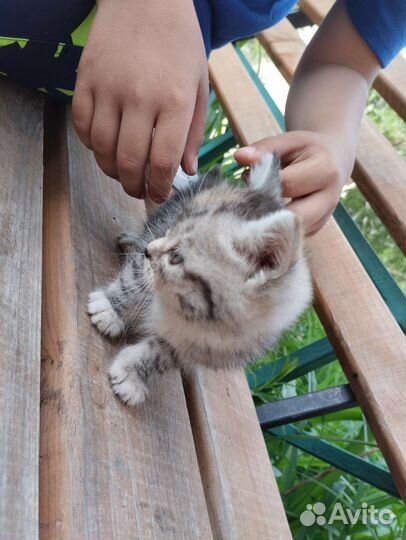 Котята x2 отдам